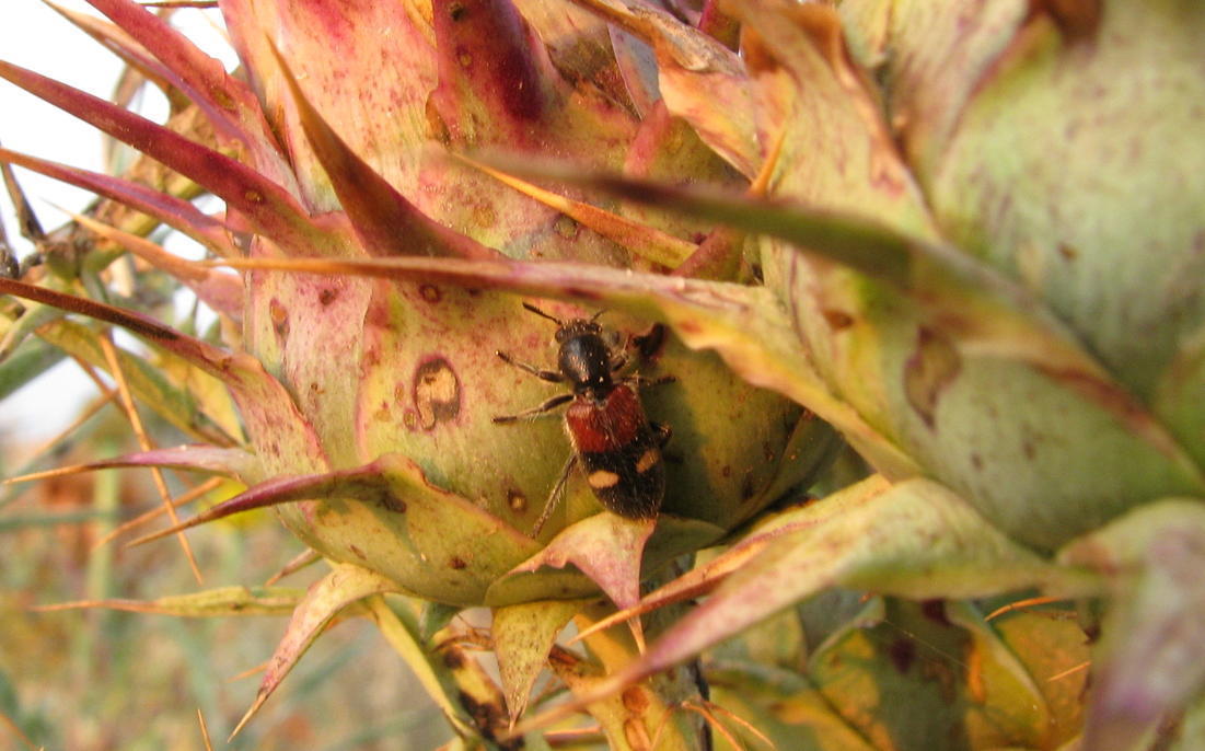 da identificare: Tilloidea transversalis